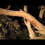 Um leopardo mata um babuíno e quando vai devorá-lo, descobre algo