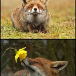 4 raposas animais mais felizes